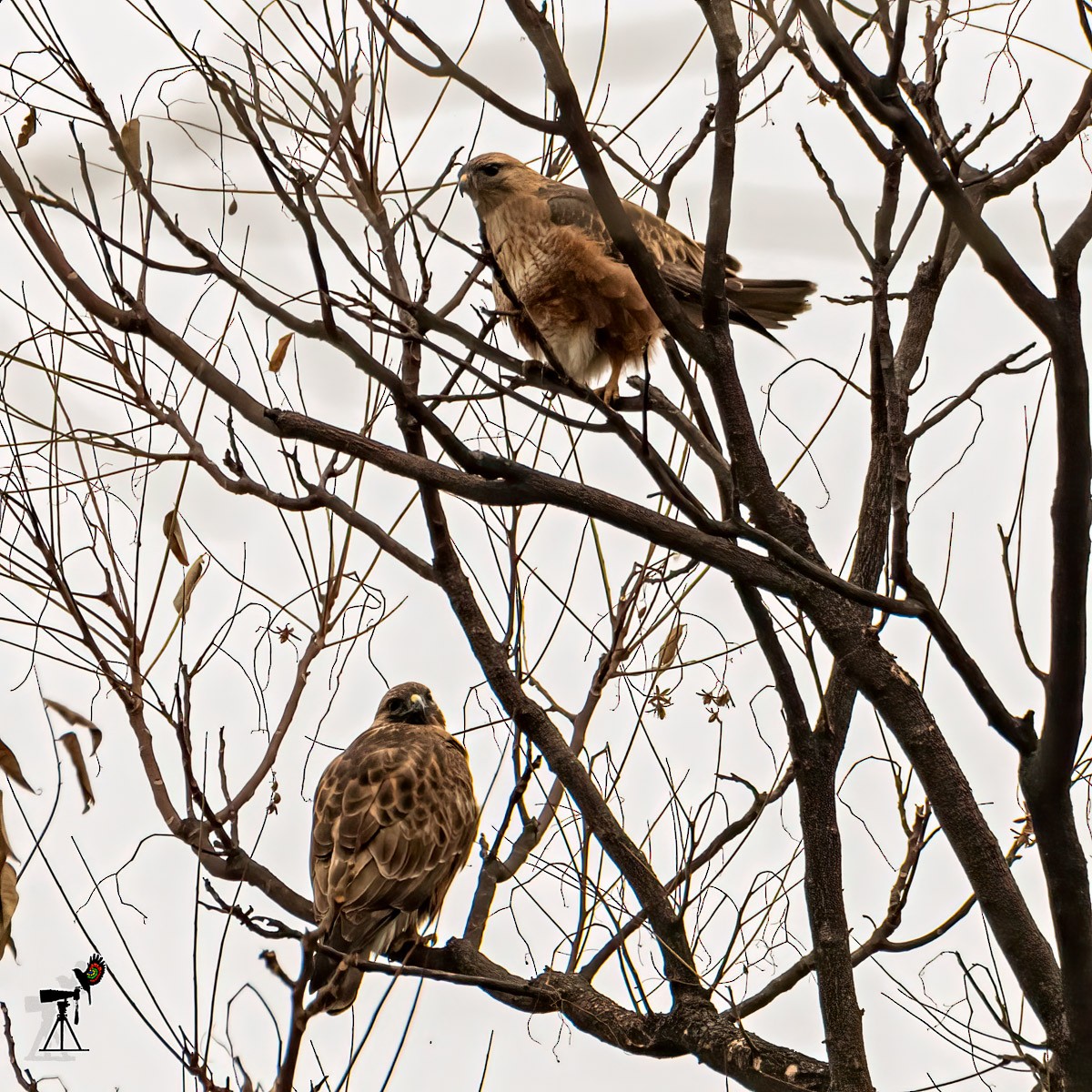 Гималайский канюк - ML436957231