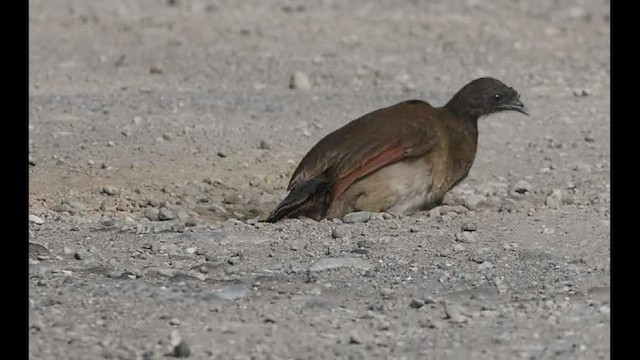 Ortalide à tête grise - ML436957361