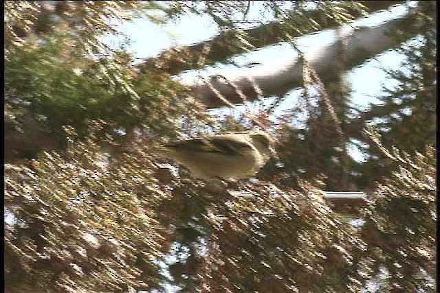 Andean Siskin - ML436958