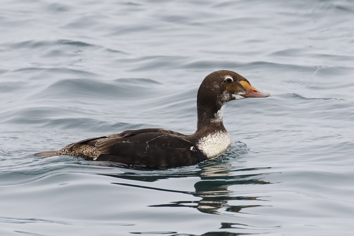 Eider à tête grise - ML436959361