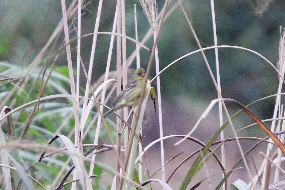Yellow Bunting - ML436959451