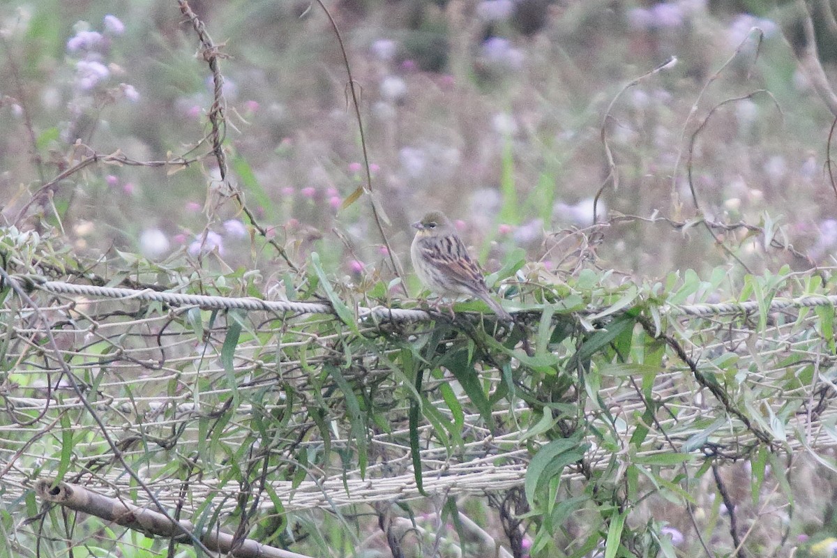 Yellow Bunting - ML436959461