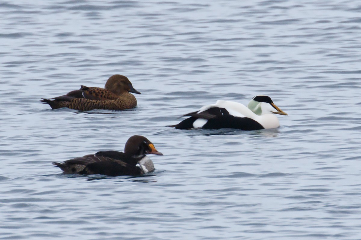 King Eider - ML436959471