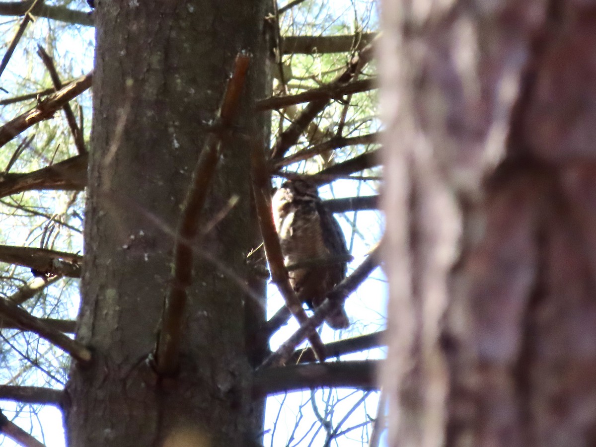 Great Horned Owl - ML436960031