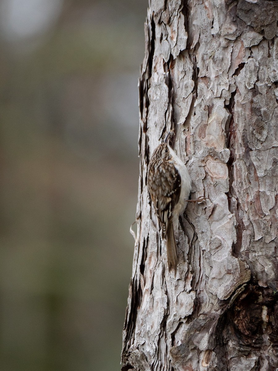 šoupálek americký - ML436960321