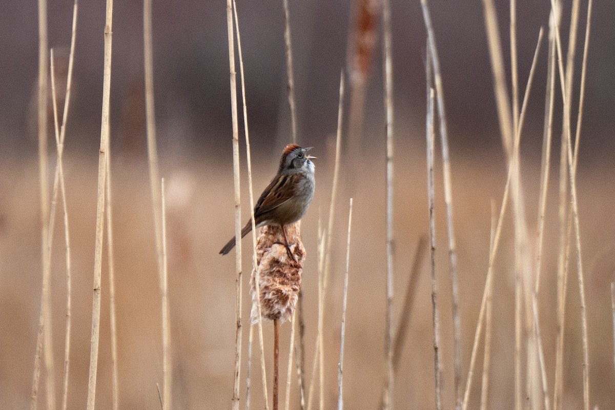 Swamp Sparrow - ML436960351