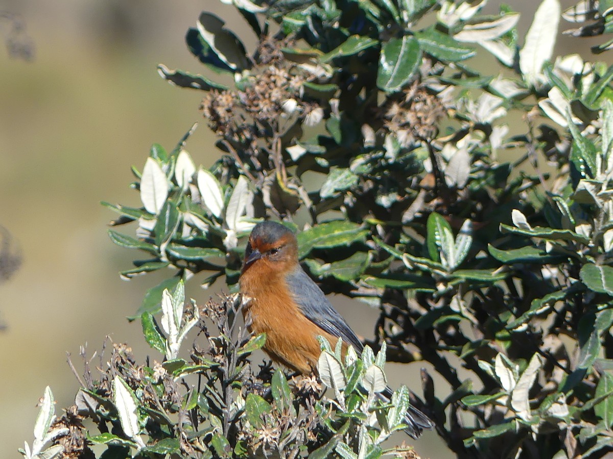 Rufous-browed Conebill - Simon  Allen