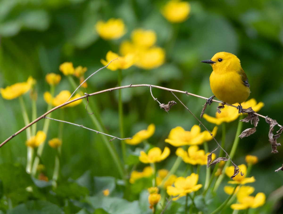 Prothonotary Warbler - ML436962071