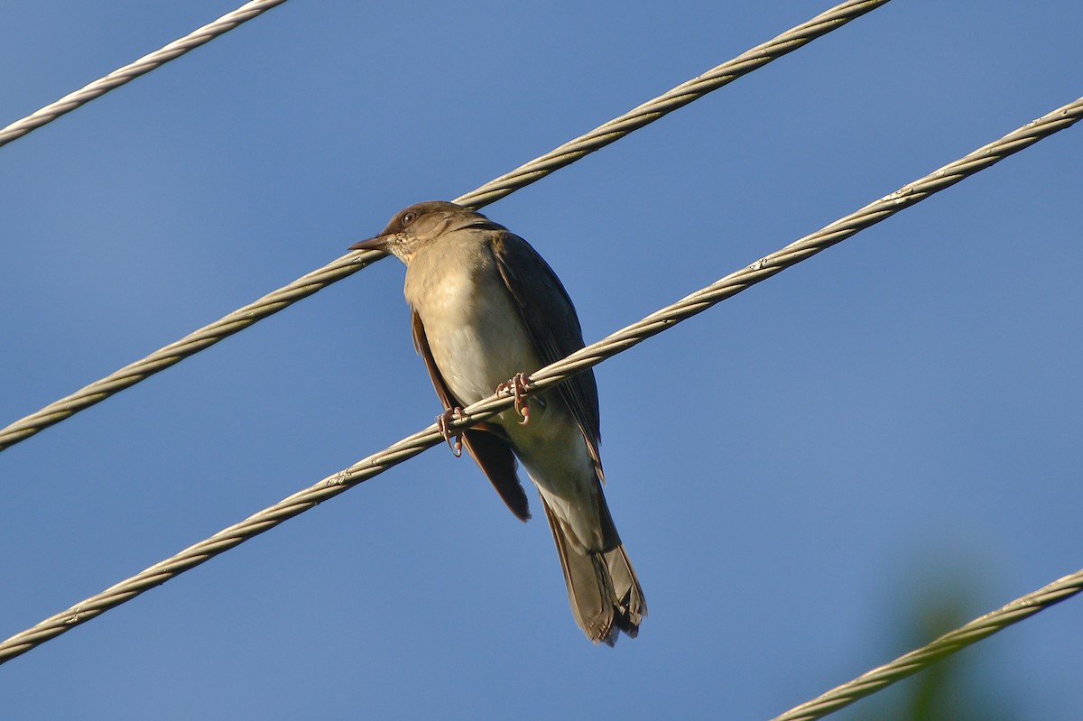 Creamy-bellied Thrush - Fábio Luís Mello