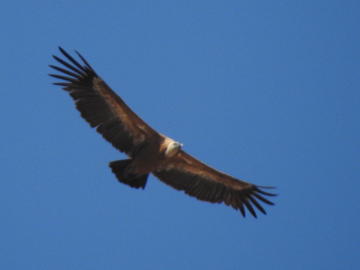 Eurasian Griffon - Aris Vouros