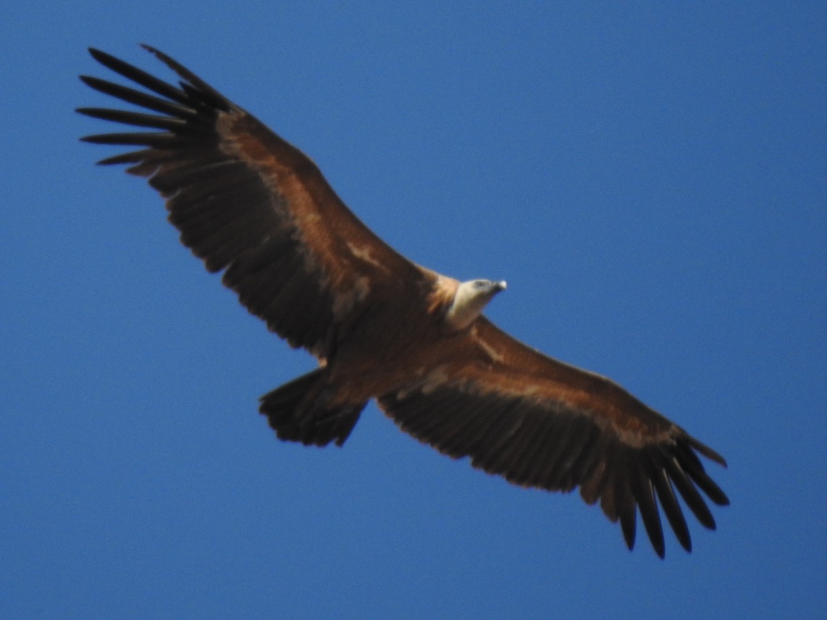 Eurasian Griffon - ML436962491