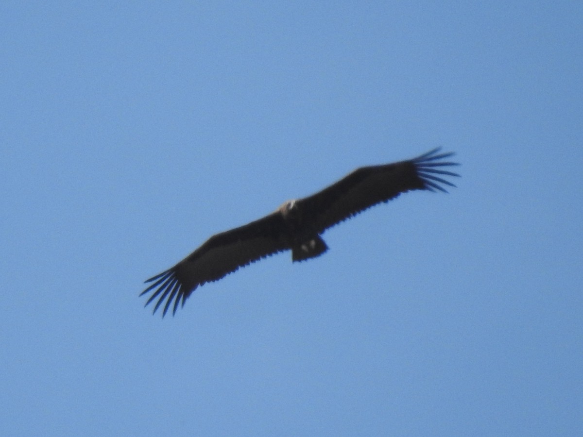 Cinereous Vulture - ML436962601