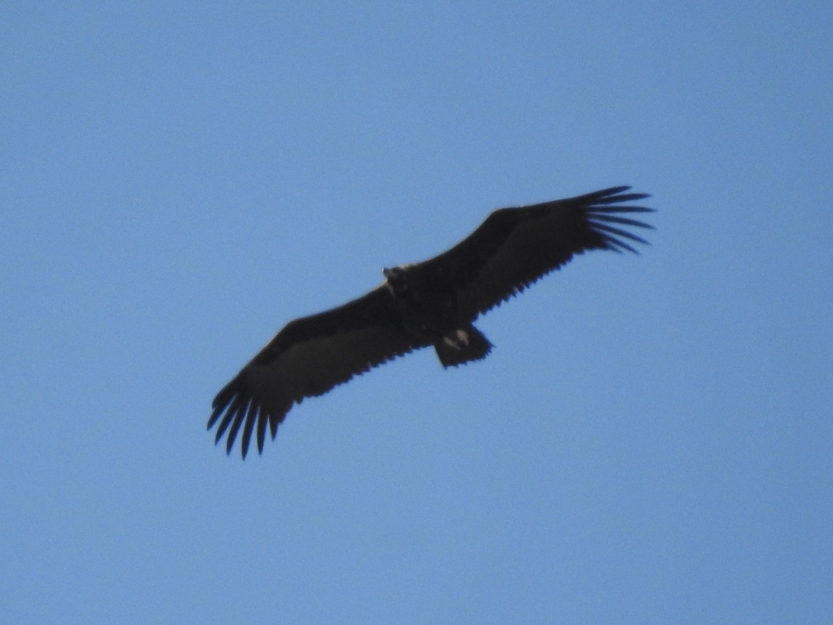 Cinereous Vulture - ML436962611