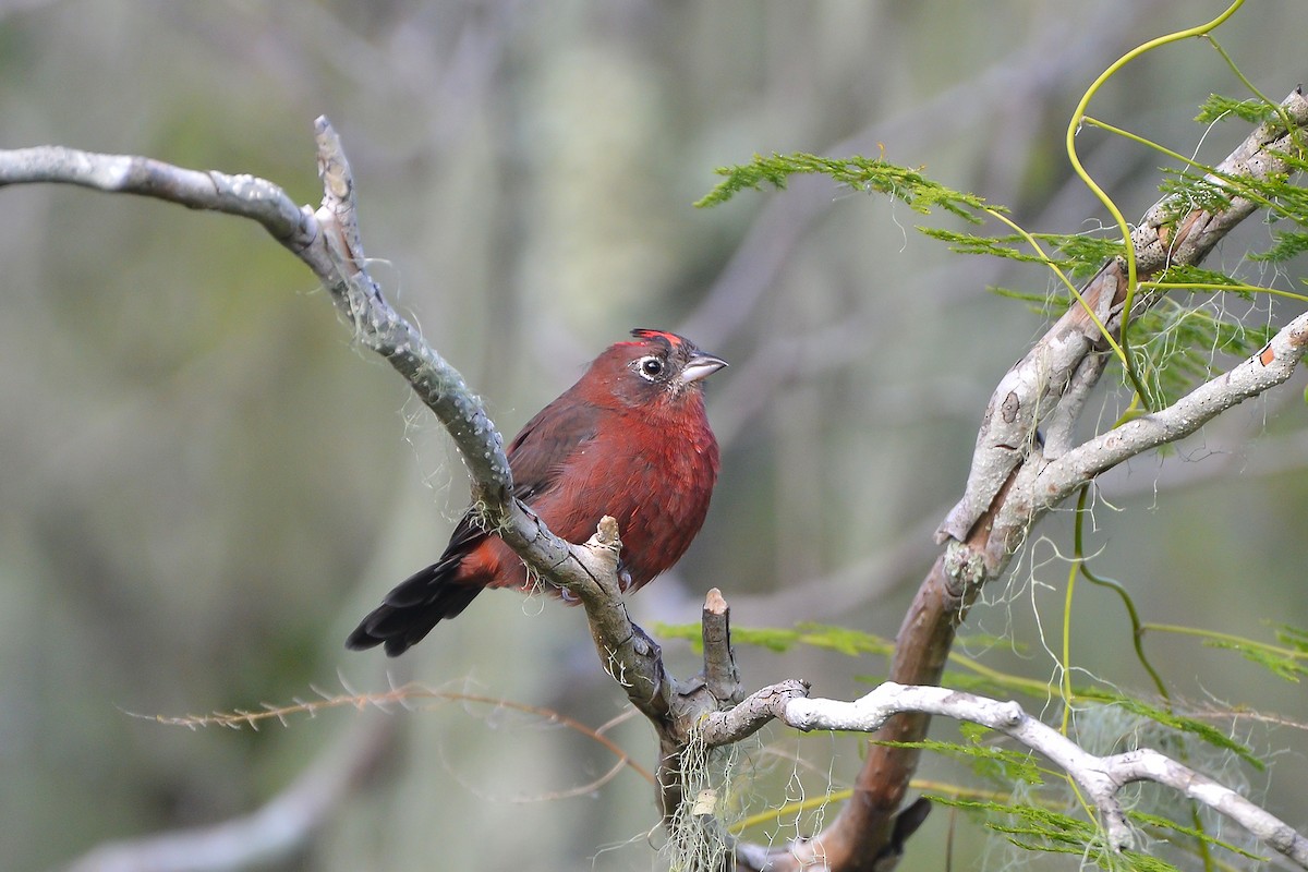 Red-crested Finch - ML436962721