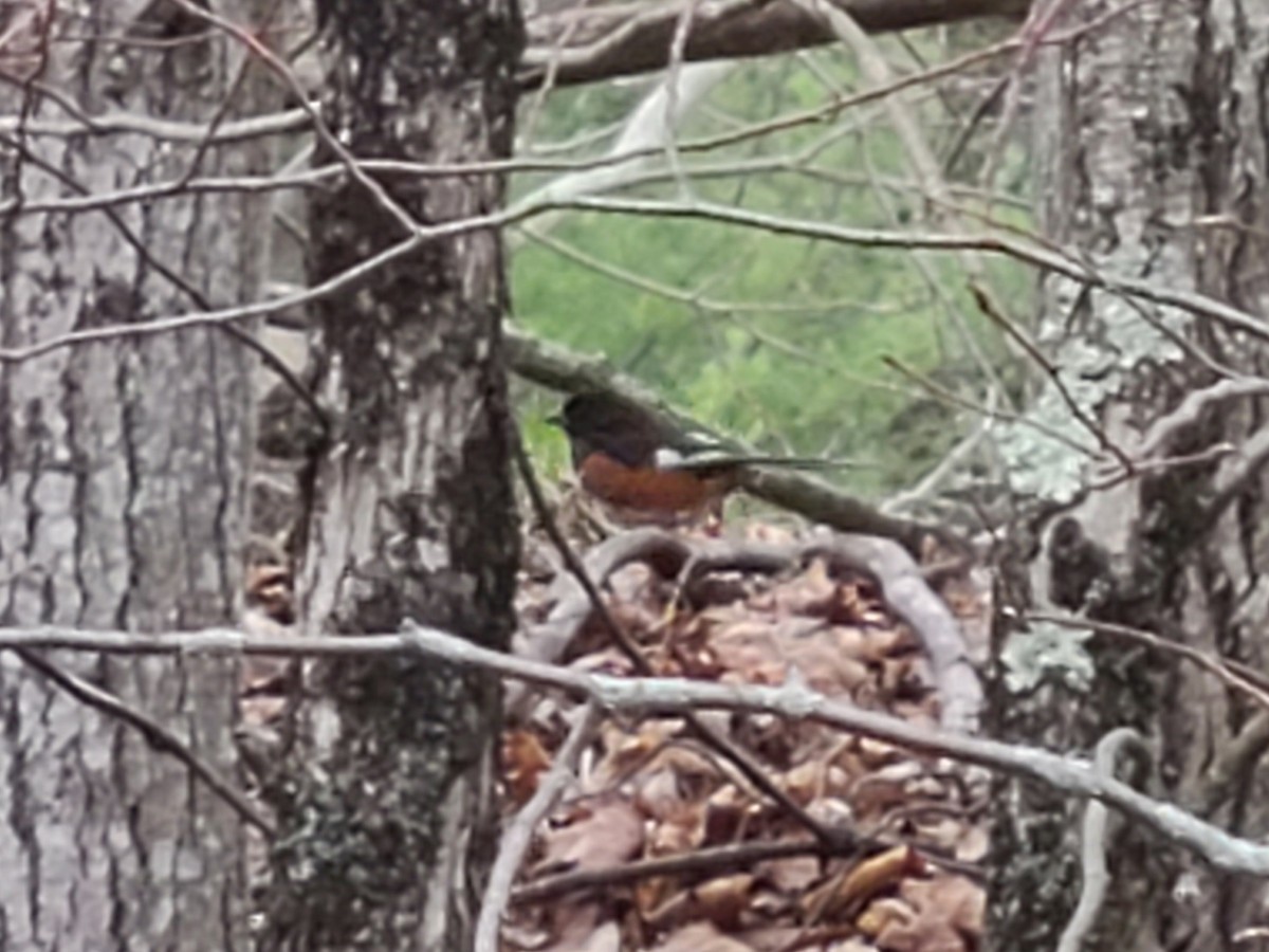 טואי אדום-עין - ML436963261