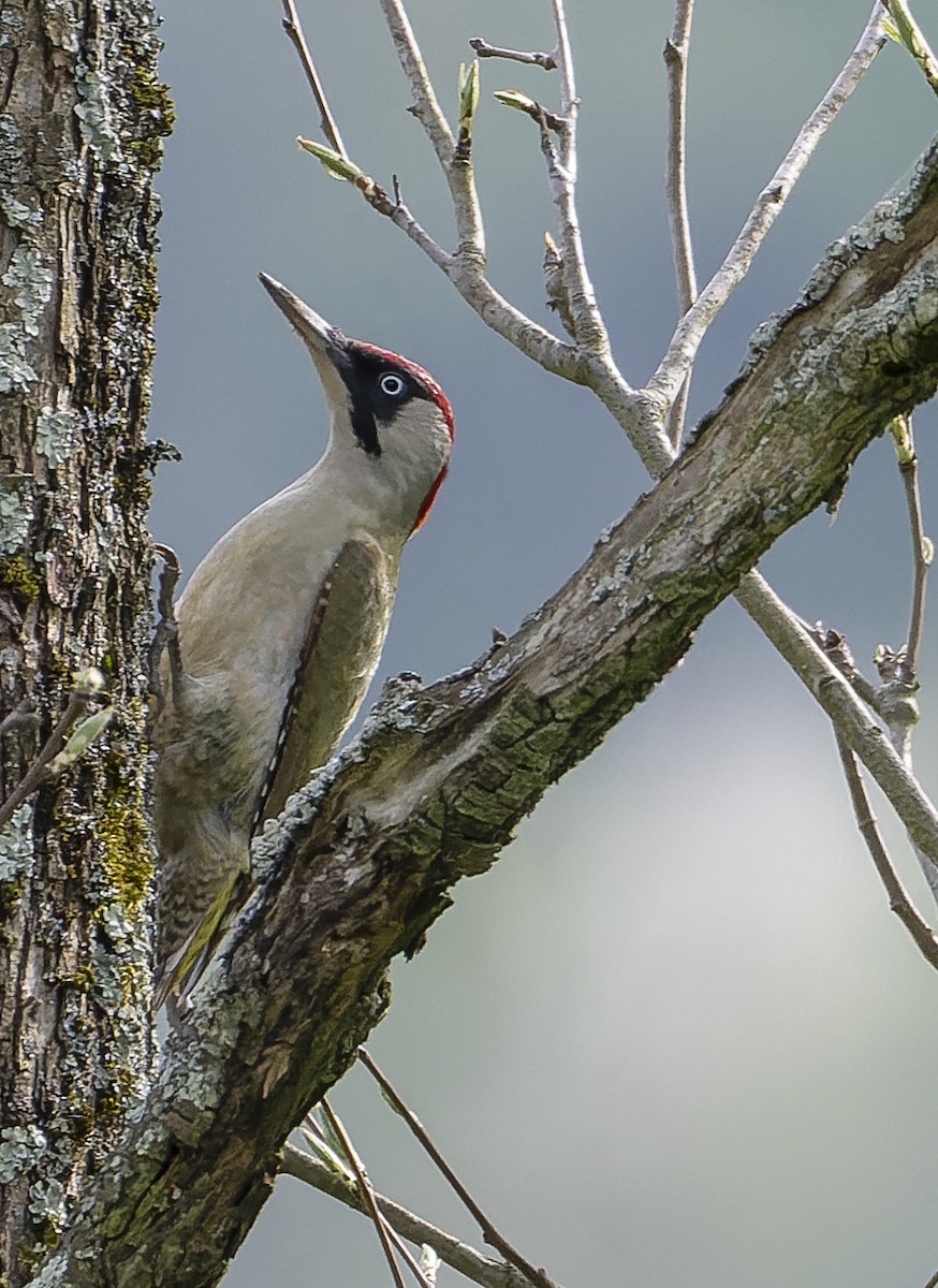 Eurasian Green Woodpecker - ML436963301