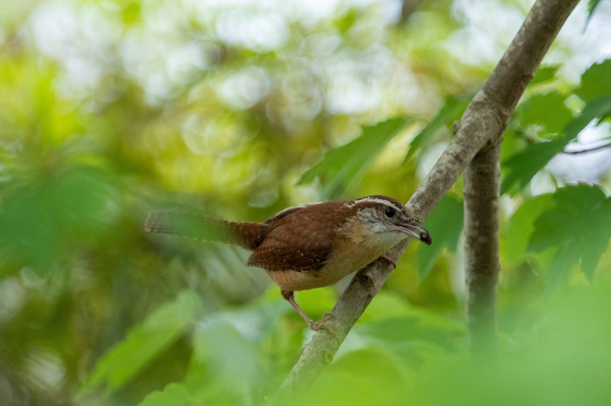 Carolina Wren - Jared Evans