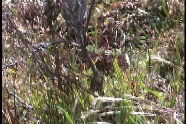 Andean Teal (Merida) - ML436964