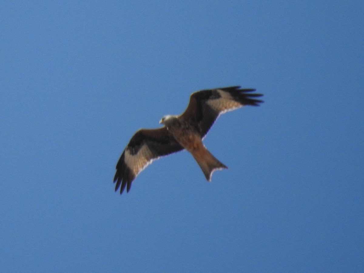 Red Kite - ML436964561