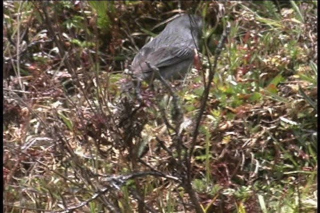 Plumbeous Seedeater - ML436965