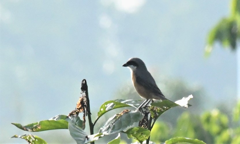 Gray-backed Shrike - ML436965951