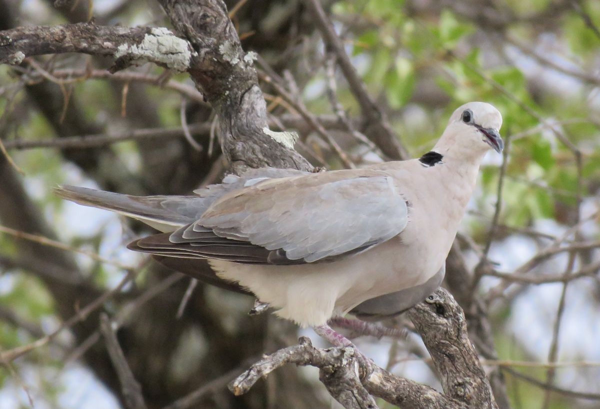 Ring-necked Dove - ML43696851