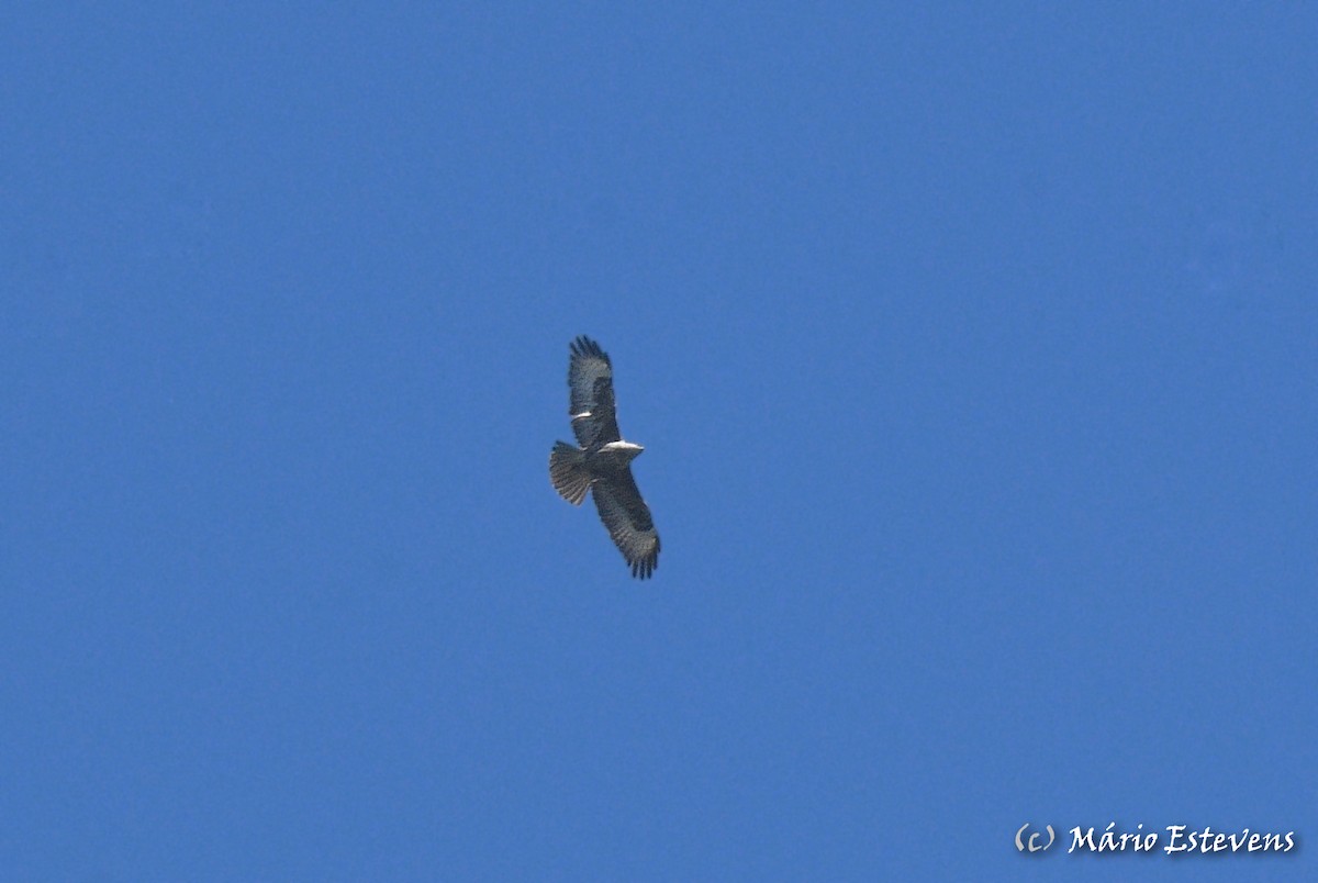 Common Buzzard - ML436968791