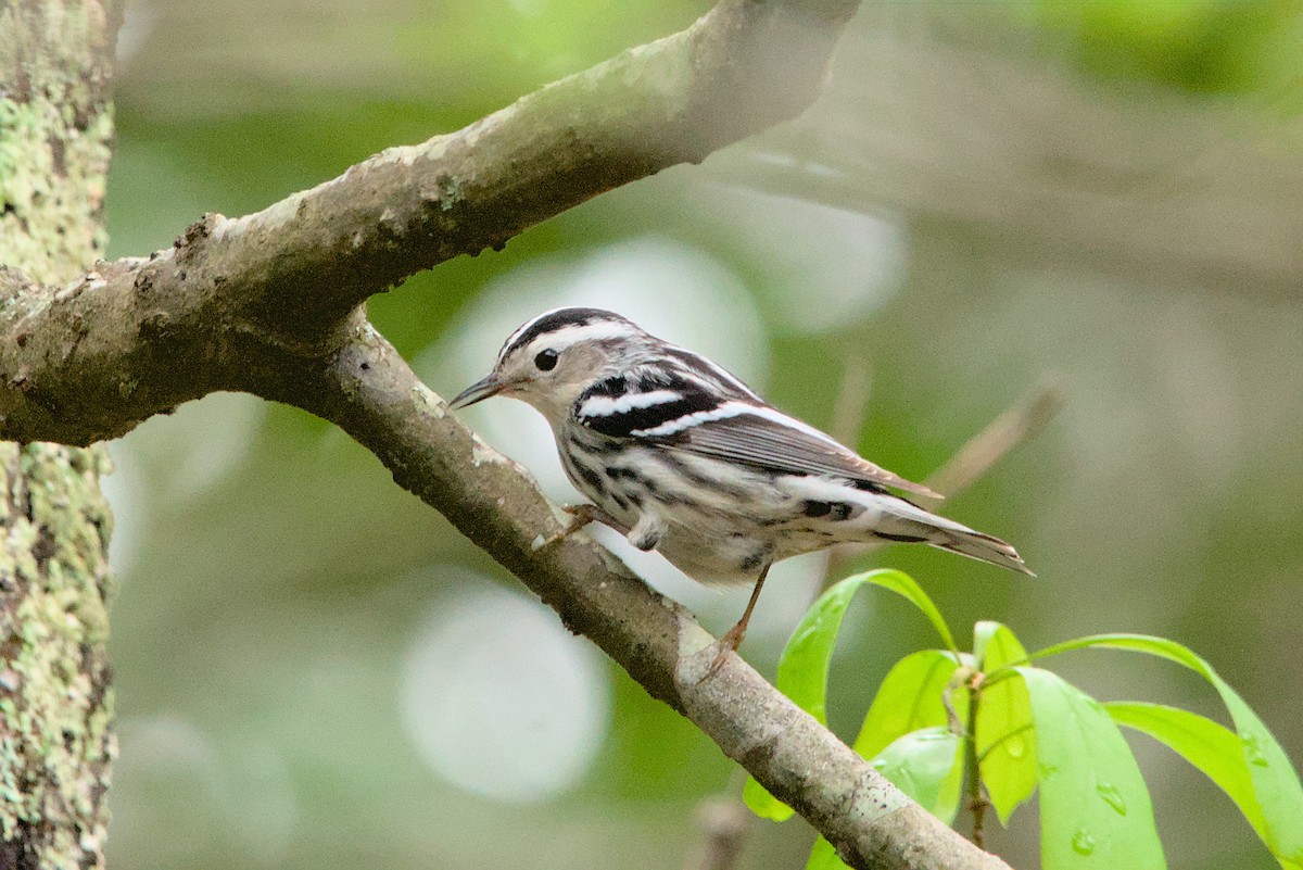 Black-and-white Warbler - Doug Norwood