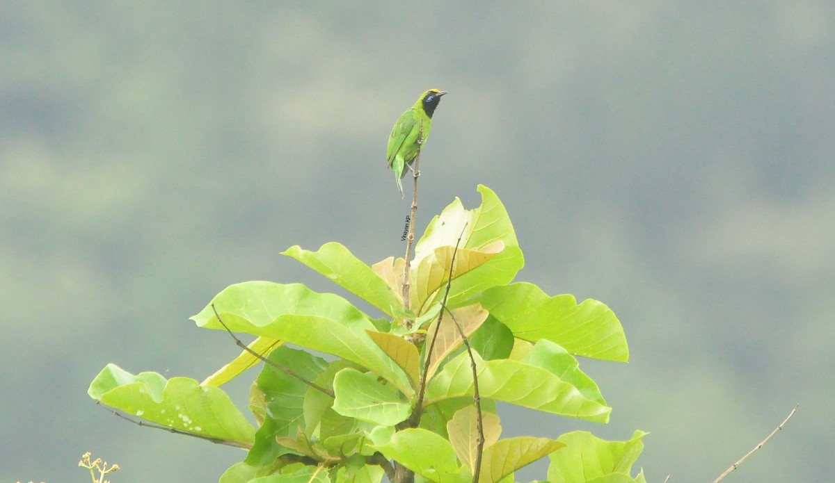 Golden-fronted Leafbird - ML436969941