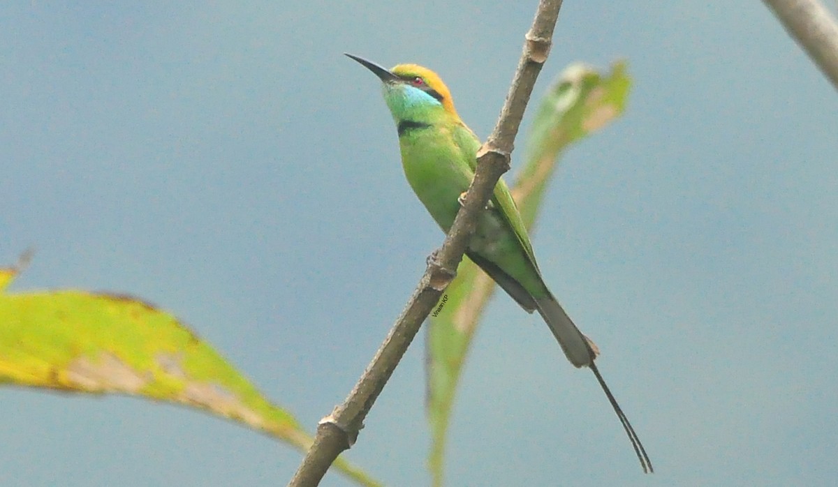 Asian Green Bee-eater - ML436970101