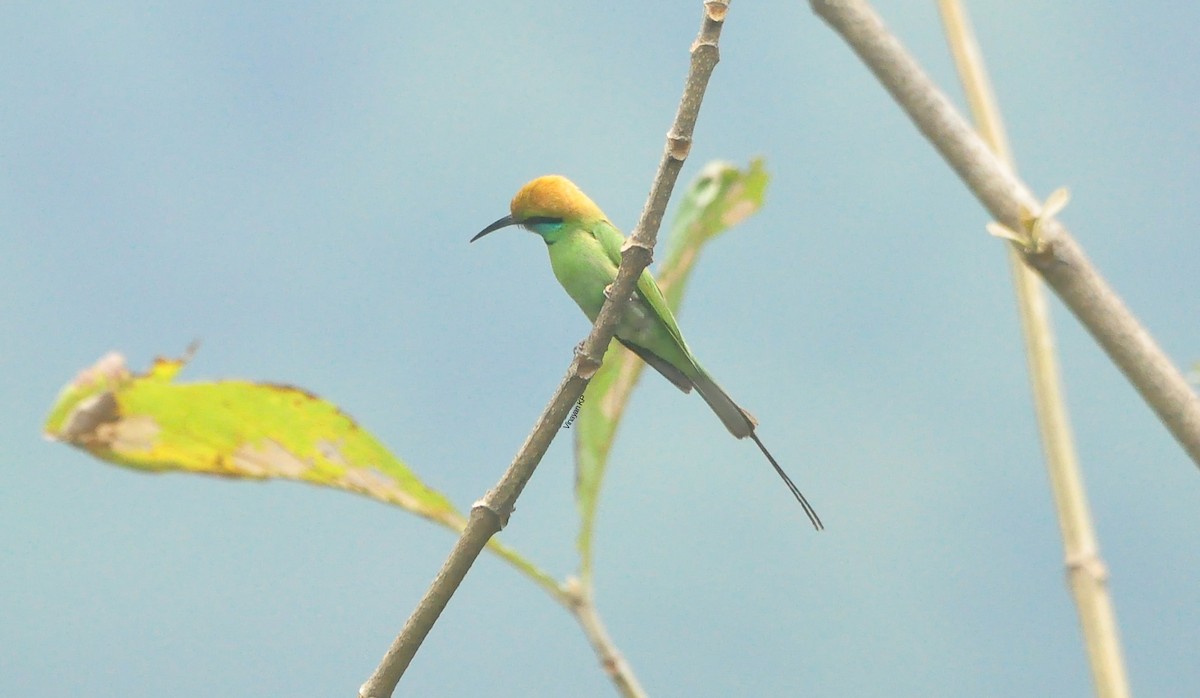 Asian Green Bee-eater - ML436970111
