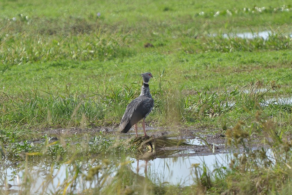 Southern Screamer - Fábio Luís Mello