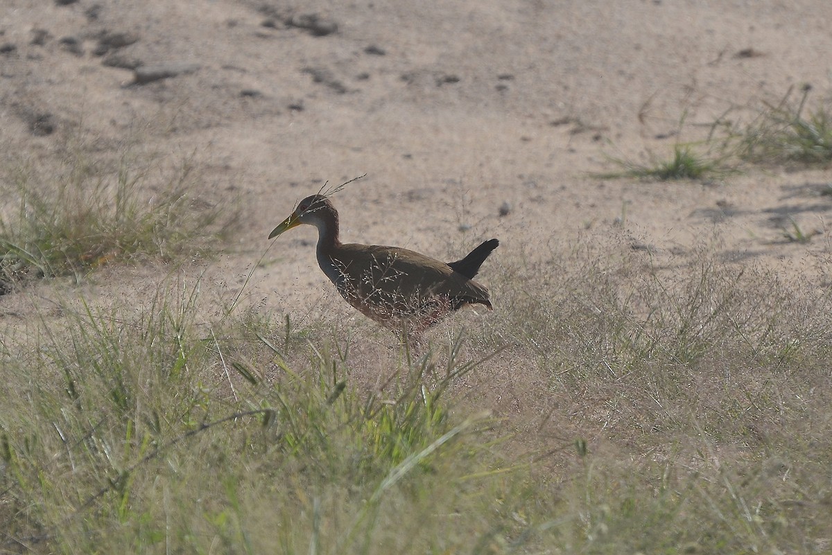 Giant Wood-Rail - Fábio Luís Mello