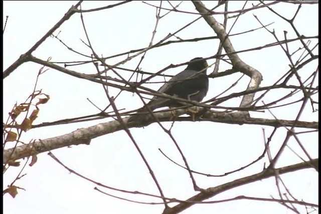 Yellow-legged Thrush - ML436971