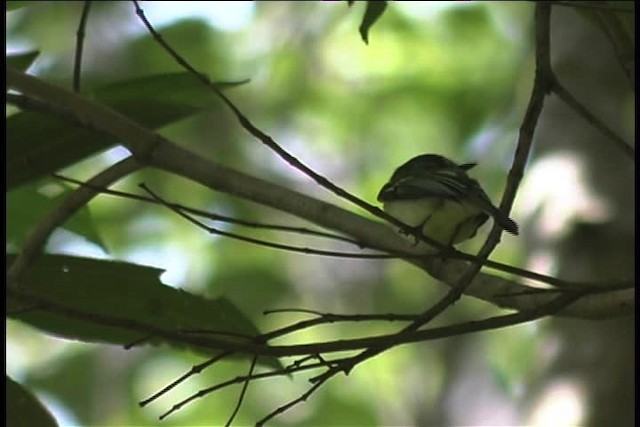 Slaty-capped Flycatcher (superciliaris) - ML436972