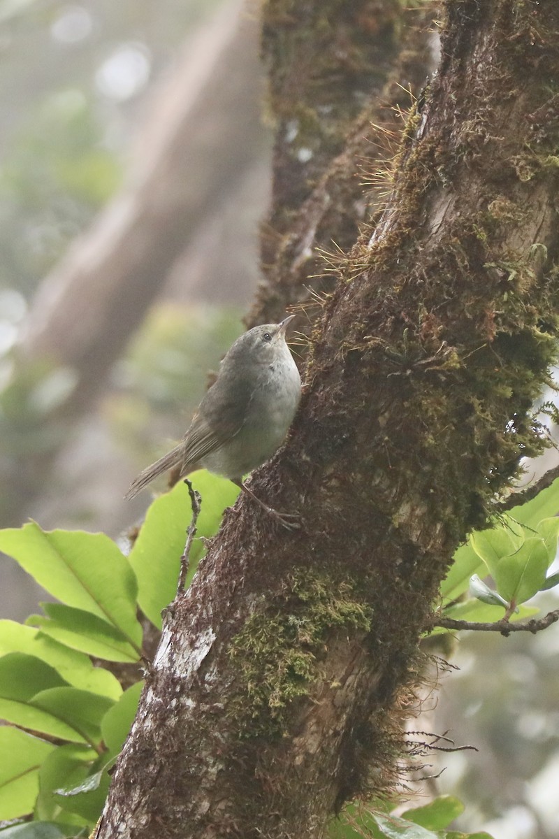 Japanese Bush Warbler - Sarah Spotten