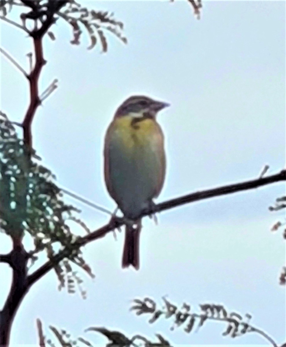 Dickcissel d'Amérique - ML436972651