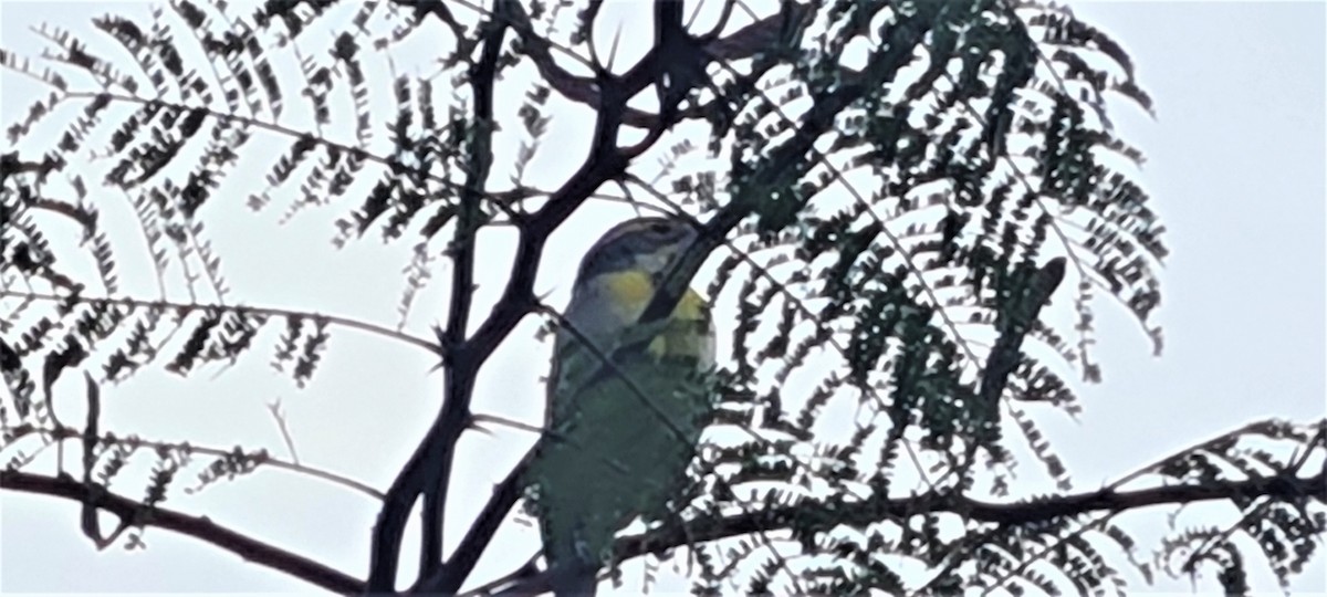 Dickcissel d'Amérique - ML436972731