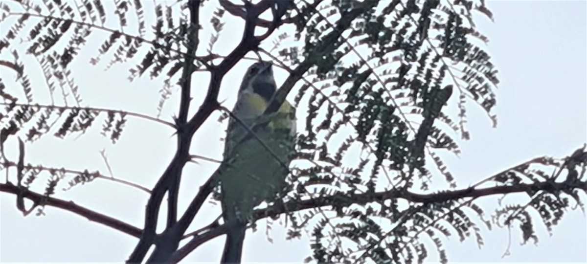 Dickcissel d'Amérique - ML436972771