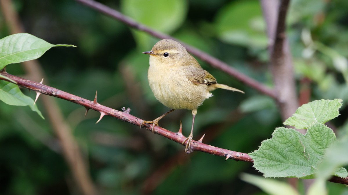 Buff-throated Warbler - Hai HUANG