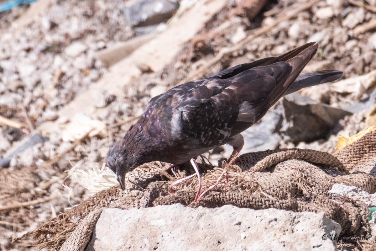 Rock Pigeon (Feral Pigeon) - Uday Agashe