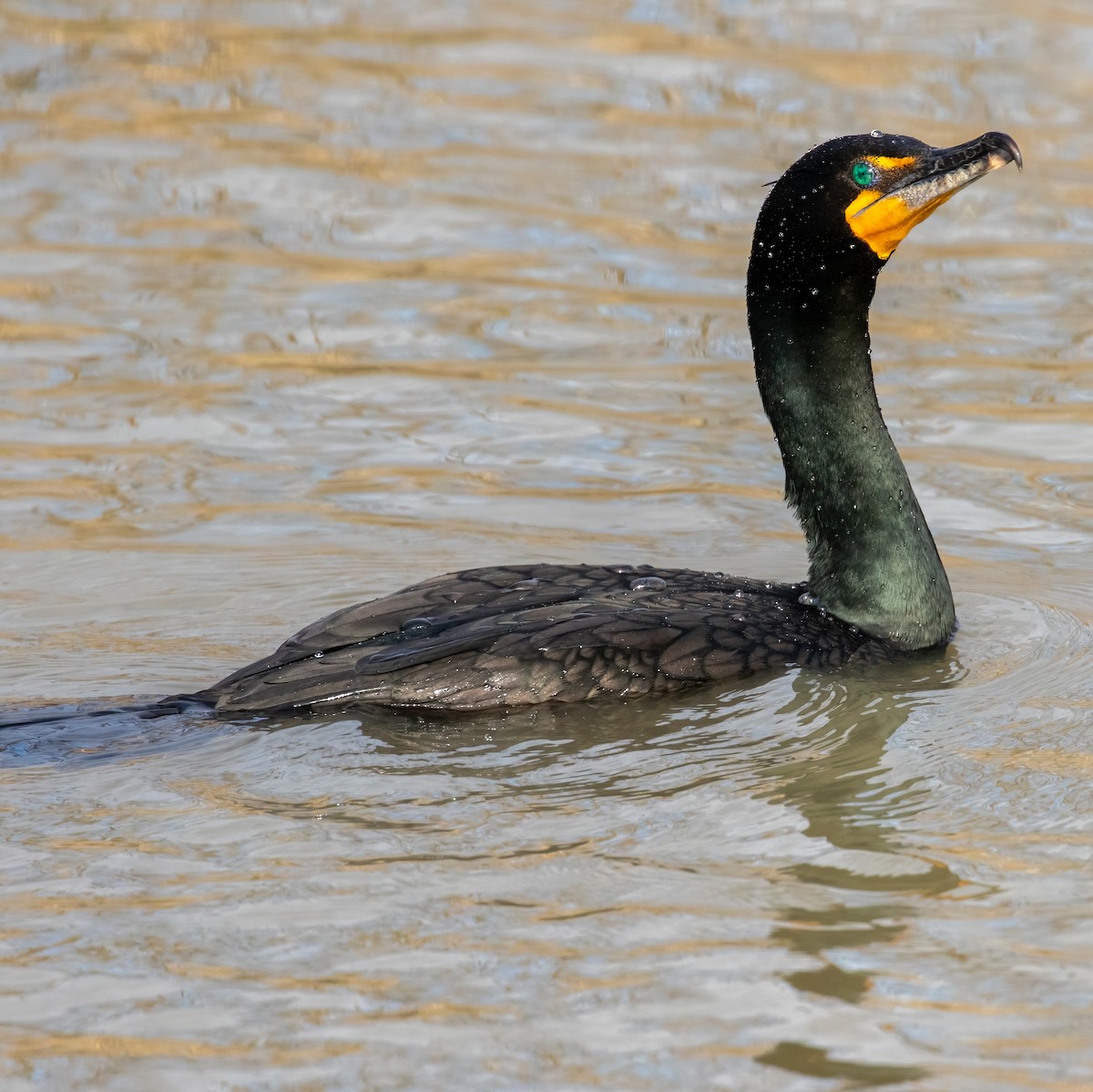 Double-crested Cormorant - ML436975461