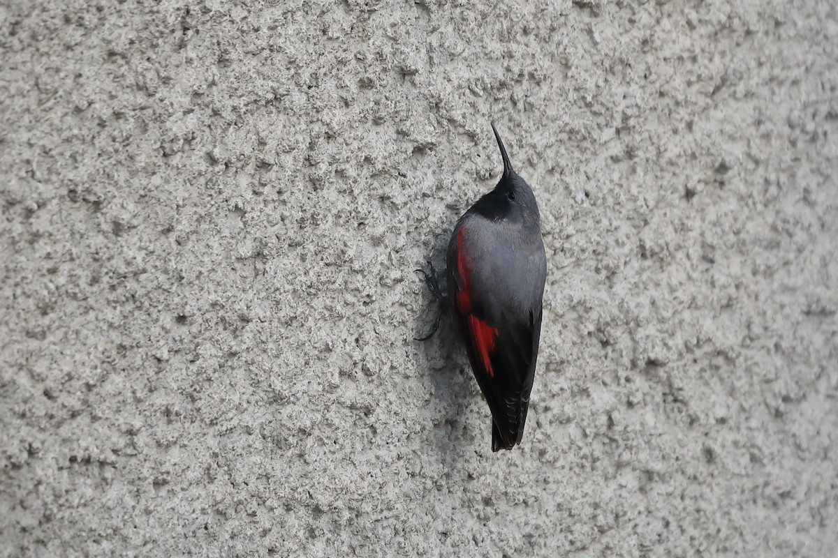 Wallcreeper - ML436975511