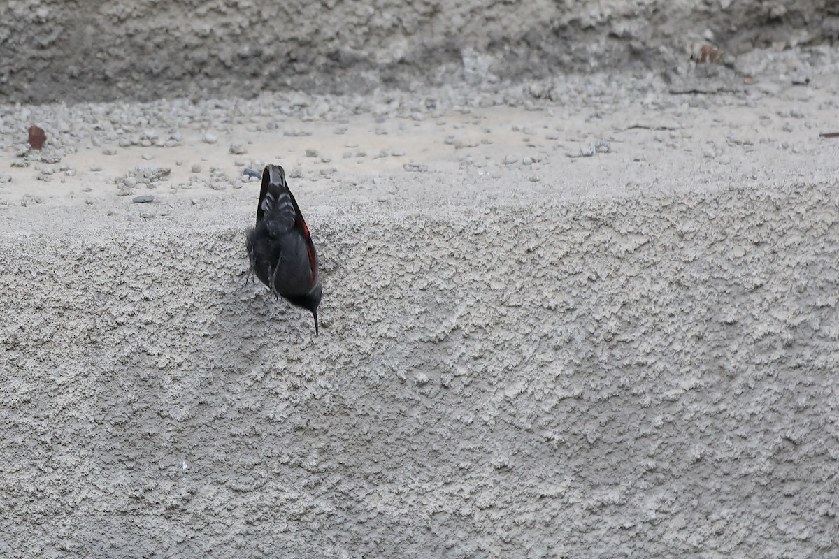 Wallcreeper - ML436975621