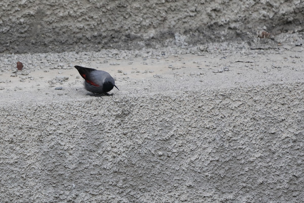 Wallcreeper - David Campbell