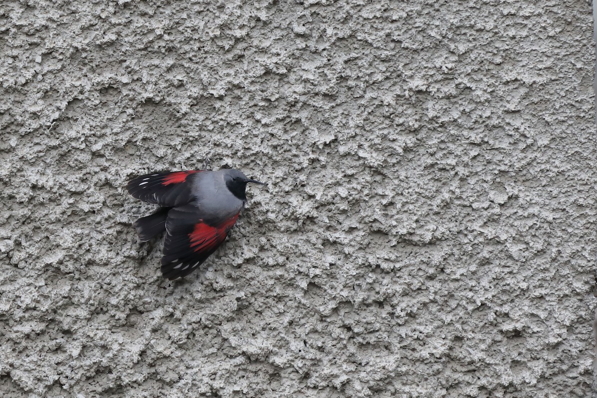 Wallcreeper - ML436976581