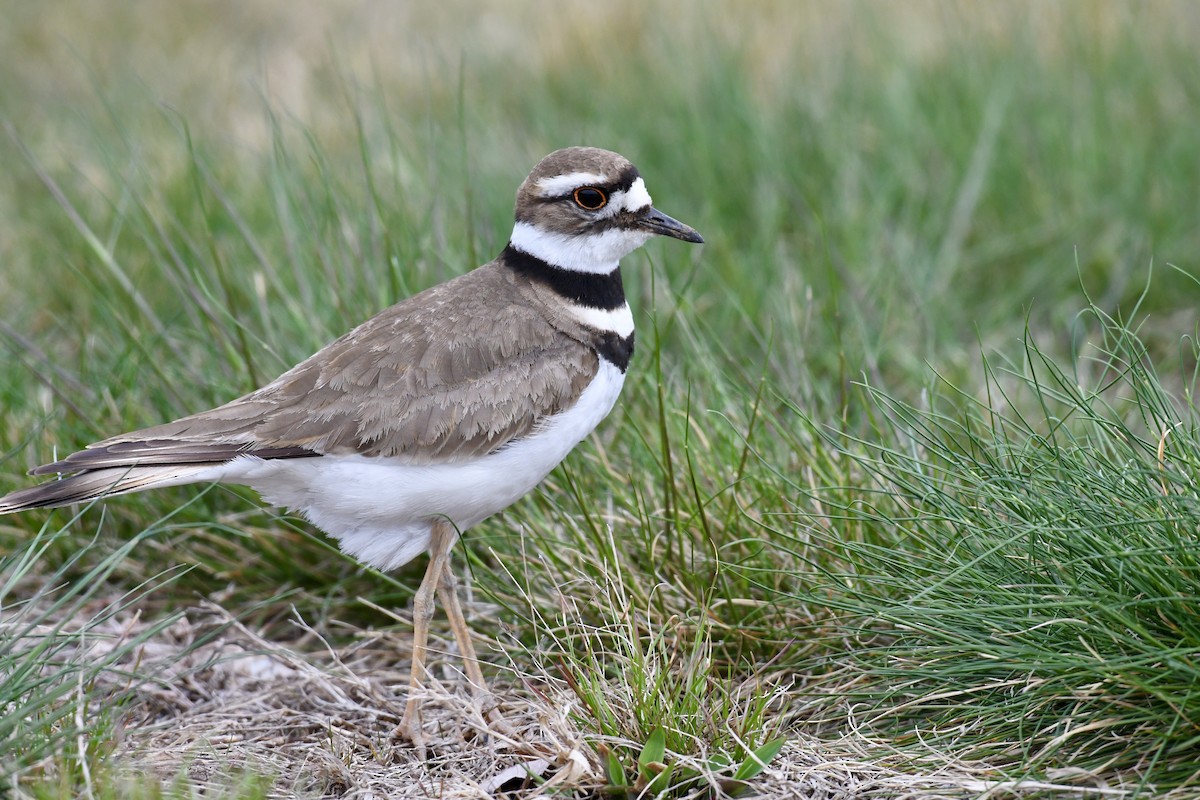 Killdeer - ML436977661