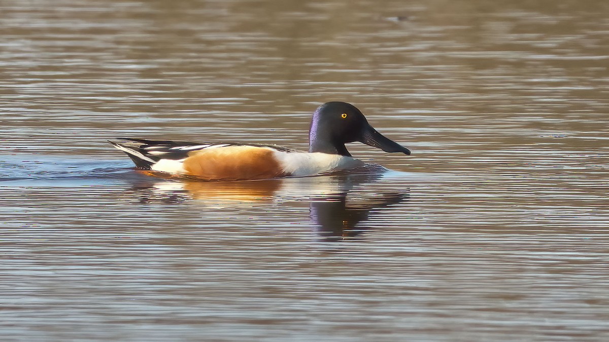 Northern Shoveler - ML436978561