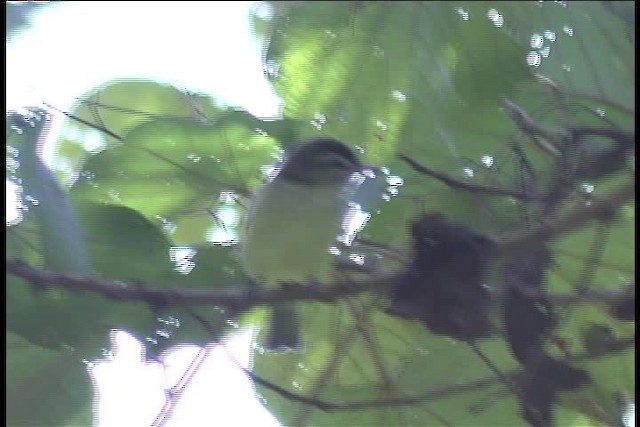 Vireo Coronipardo - ML436979