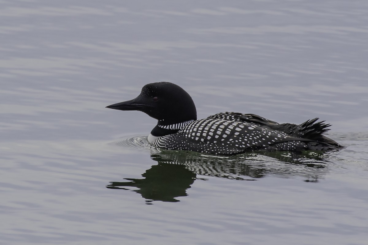 Common Loon - Thomas Kallmeyer